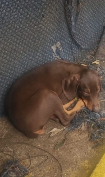 Oferta cachorro doberman hembra en santo domingo y vacuna al dia