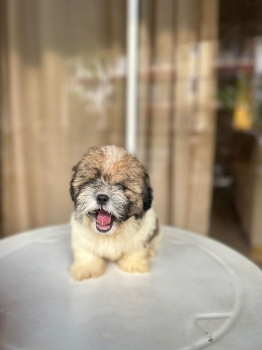 Oferta cachorro shipoo macho en santo domingo y vacuna al dia