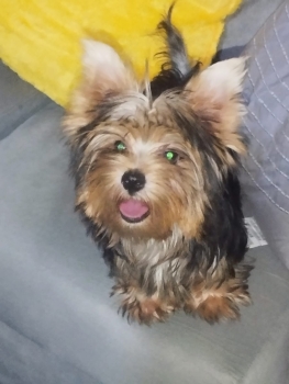 Oferta cachorro yorkie macho ubicada en santo domingo y vacuna al dia