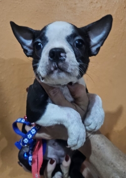 Oferta cachorro boston terrier hembra en santo domingo vacunados