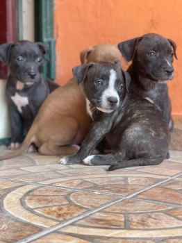 Oferta cachorro pitbull ambos sexo en santo domingo y vacuna al dia
