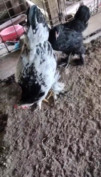 Oferta de aves disponibles se venden por pareja