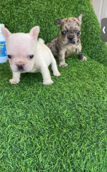 Oferta cachorro bulldog frances macho con su vacuna al dia en santo do