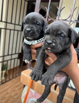 Cane corso ambos sexos