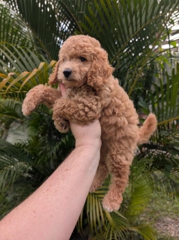 Goldendoodle ambos sexos