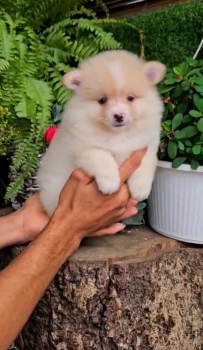 Oferta cachorro pomerania macho en santo domingo y vacunada