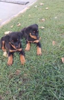 Oferta cachorro rottwailer macho con su vacuna al dia en santo domingo