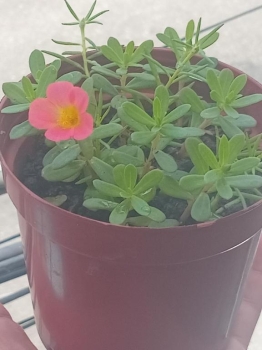 Plantas de flores amor de un rato