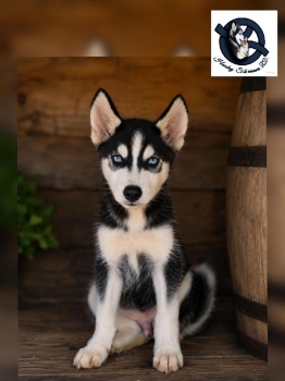 Husky siberiano macho