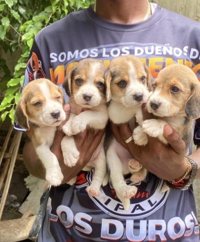 Beagle  machos