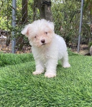 Maltipoo hembras