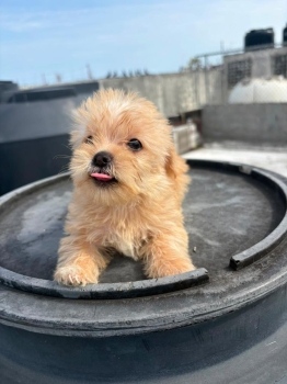 Yorkipoo ambos sexos