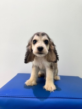 Oferta cachorro cocker spaniel hembra en santo domingo y vacuna al dia