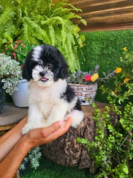 Oferta cachorro shipoo macho en santo domingo y vacuna al dia