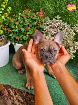 Oferta cachorro bulldog frances hembra en santo domingo y vacuna al di