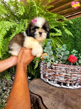 Oferta cachorro shih tzu hembra en santo domingo y vacunados