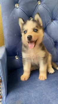 Oferta cachorro husky hembra en santo domingo y vacuna al dia