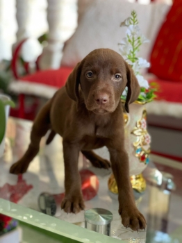 Labrador chocolate macho