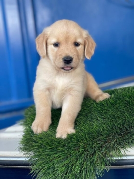 Golden retriever ambos sexos