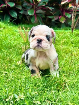 Bulldog inglés merle machon