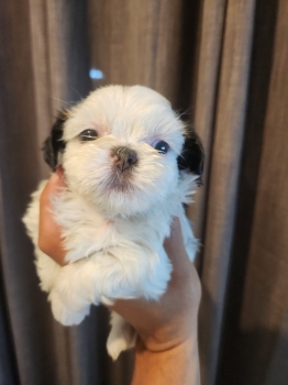 Shih tzu hembra y macho