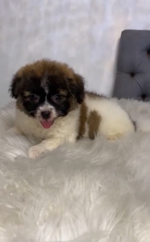 Oferta cachorro shipoo hembra en santo domingo y vacuna al dia