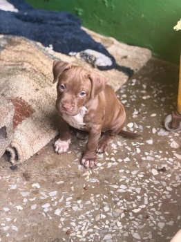 Oferta cachorro pitbull hembra en santo domingo y vacuna al dia