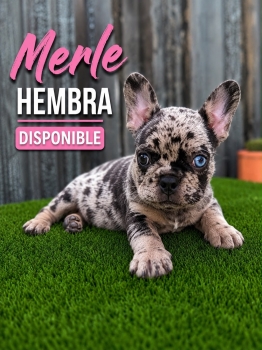 Bulldog francés hembras