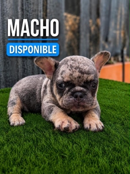 Bulldog frances macho