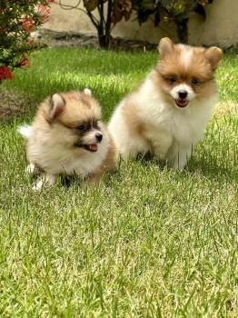 Cachorros pomerania