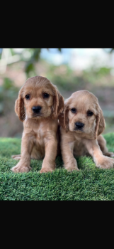 Cachorros coker spaniel