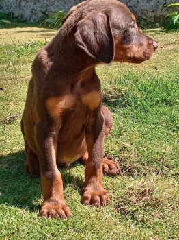Cachorros doberman