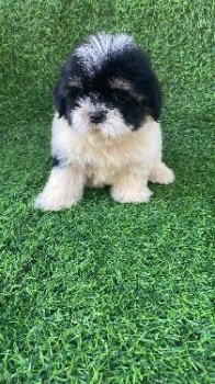 Oferta cachorro shipoo hembra en santo domingo y vacuna al dia