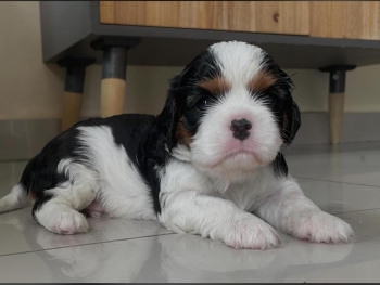 Oferta exotico cachorro cavalier ambos sexo con pedigri akc ubicado en