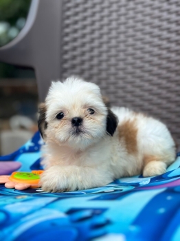 Oferta cachorro shih tzu ambos sexo en santo domingo y vacunados