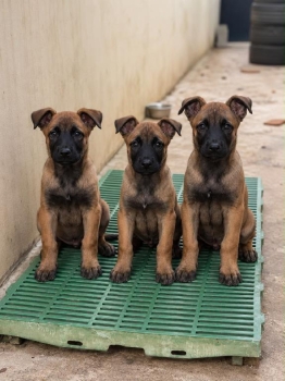Oferta cachorro pastor belga ambos sexo en santiago y vacunado