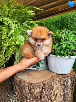 Oferta cachorro pomerania macho en santo domingo y vacunada