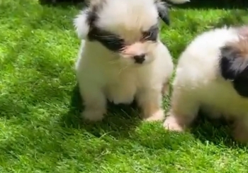 Oferta cachorro shipoo hembra en santo domingo y vacuna al dia
