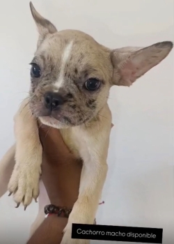 Oferta cachorro bulldog frances macho con su vacuna al dia en santo do
