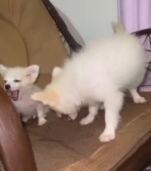 Hermosos mix pomerania