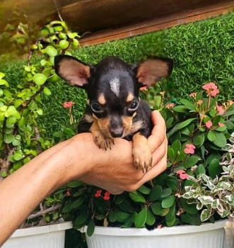 Chihuahua miniatura