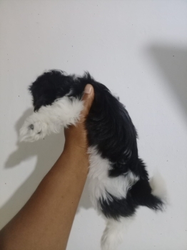 Oferta cachorro shih tzu  hembra en santo domingo y vacuna al dia