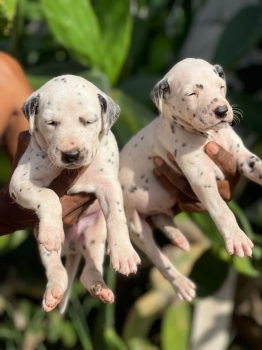 Dalmata ambos sexos