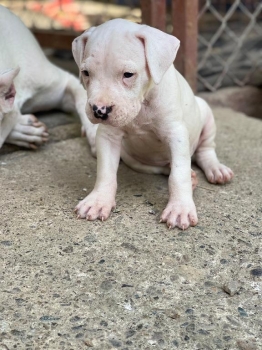 Dogo argentino ambos sexos