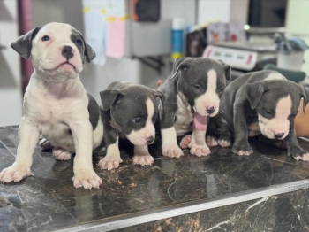 Pitbull blue ambos sexos