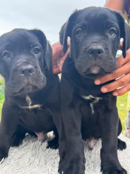 Cane corso machos