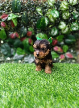 Yorkie ambos sexos