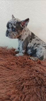 Bulldog frances merle ambos sexos