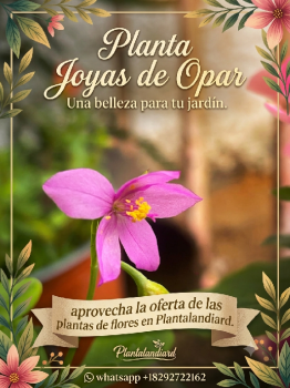 Planta de flores joyas de  opar