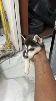 Oferta cachorro husky hembra en santo domingo y vacuna al dia